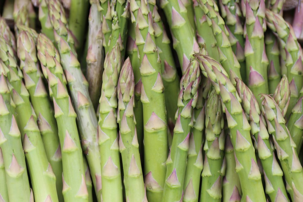 Close up outdoor view of asparagus tips rows. Picture taken in a french market during spring. Pattern of green, yellow and purple thin vegetable elements. Abstract natural image. Rough texture.