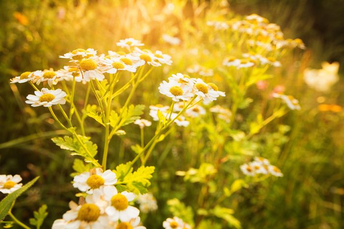 blooms in a field