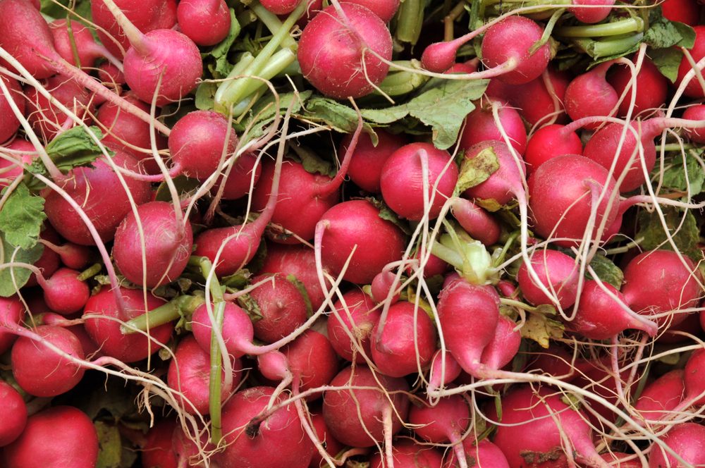 Close up on bunch of fresh radishes