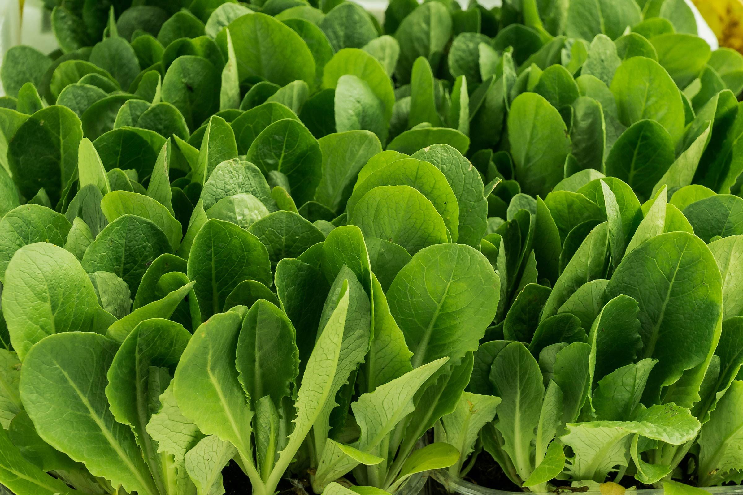 spinach leaves