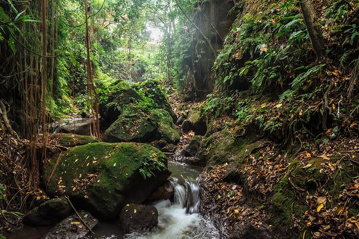 nature with forest and creek