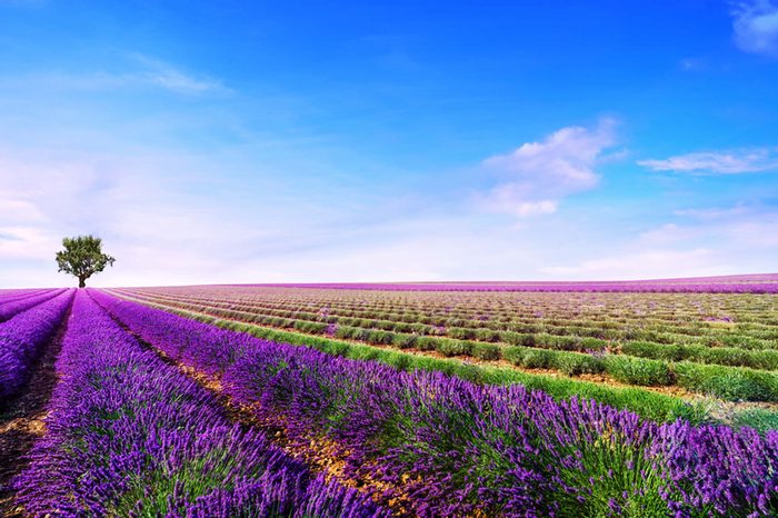 fields of lavender