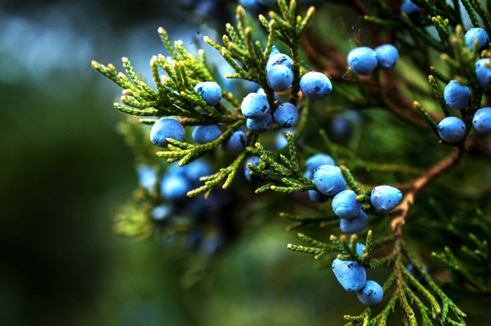 Juniper berries and branches