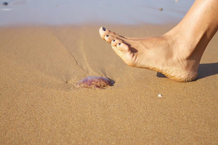 jellyfish