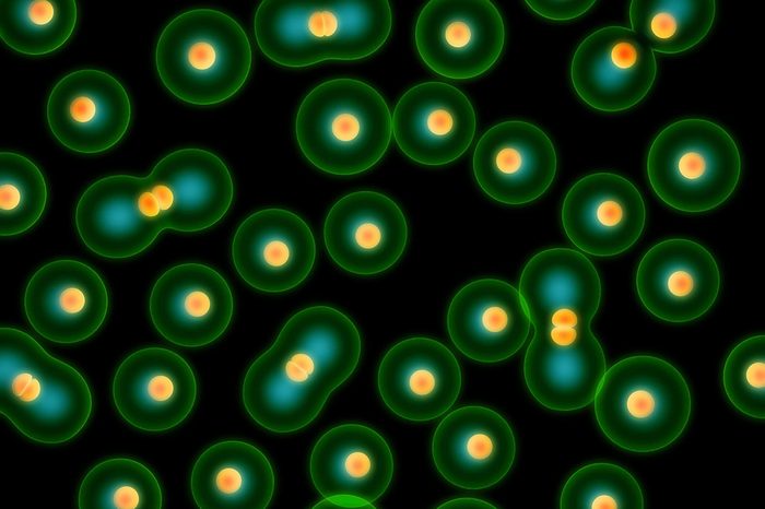 dividing cells