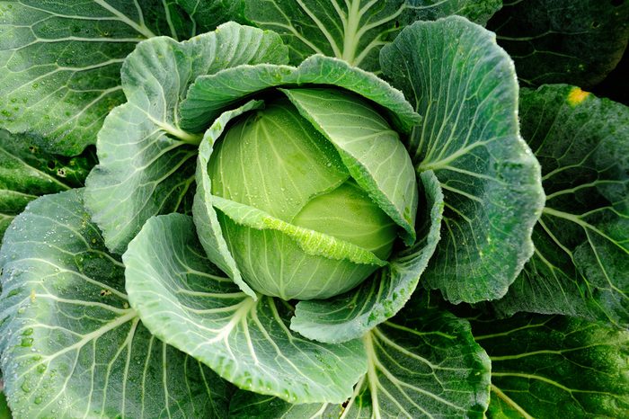 head of cabbage