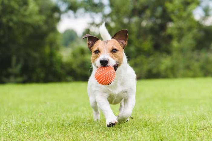 Pet dog running with an orange toy ball