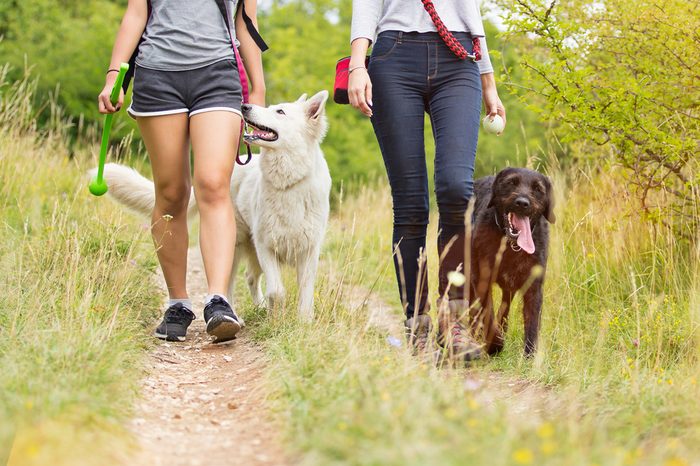 Friends walking their dogs outdoors on a summer day