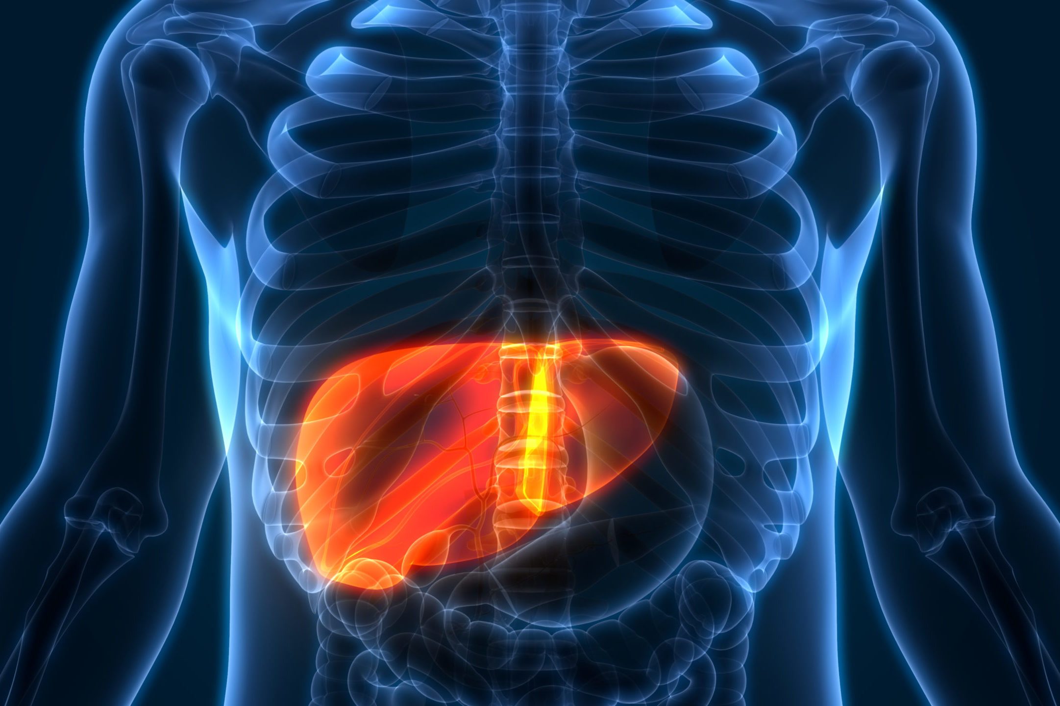 medical illustration of human liver anatomy