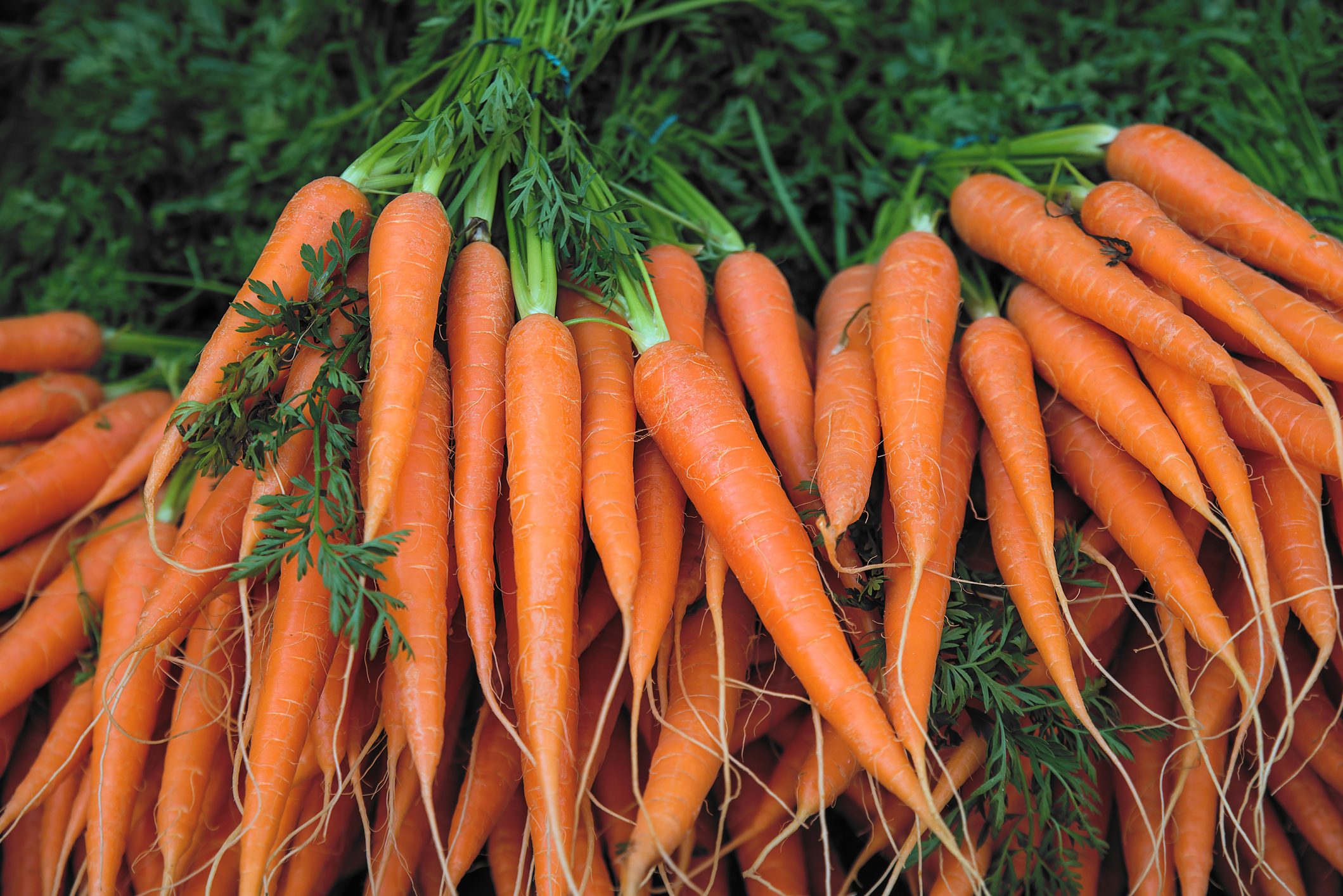 carrots