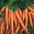 More Carrots Recalled Due to Deadly E. Coli Contamination