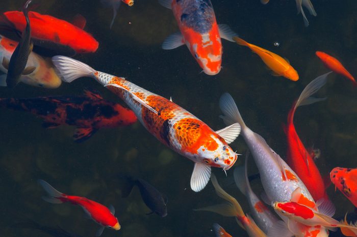 Japanese Koi Carps fish swimming in dark water.