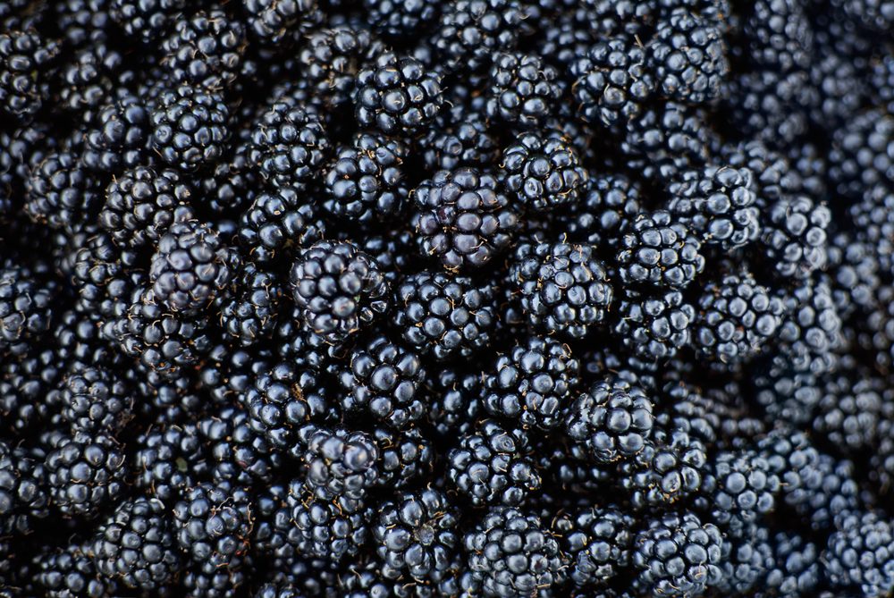 Fresh Ripe Blackberries