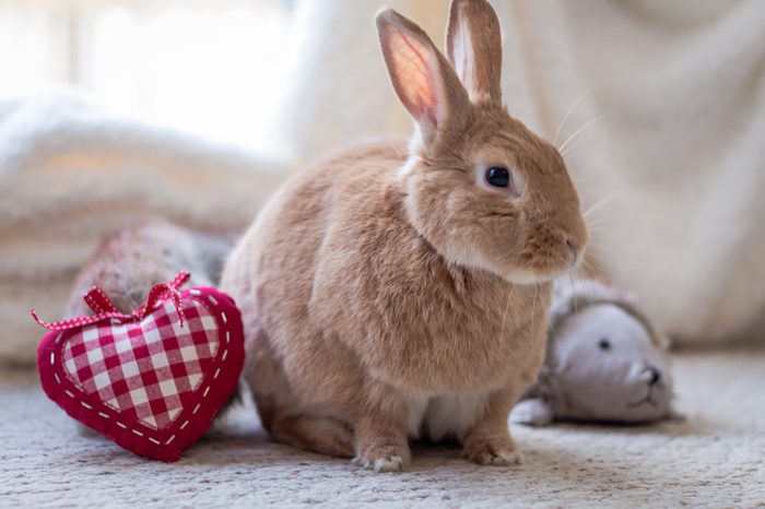 pet rabbit at home