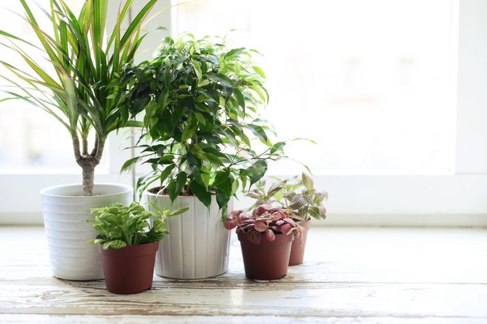 houseplants