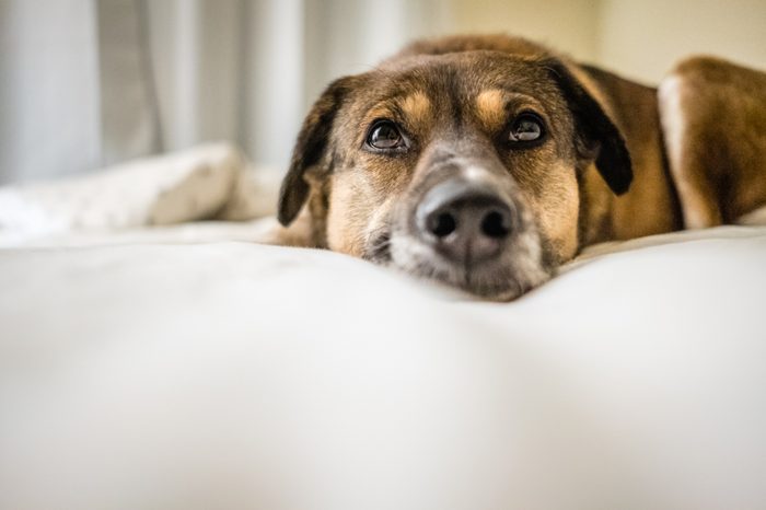 dog laying on bed