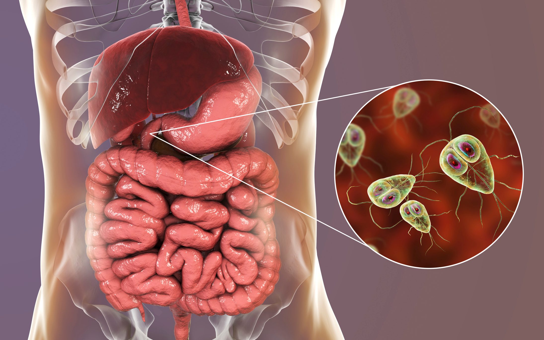 intestinal parasite 3d medical illustration