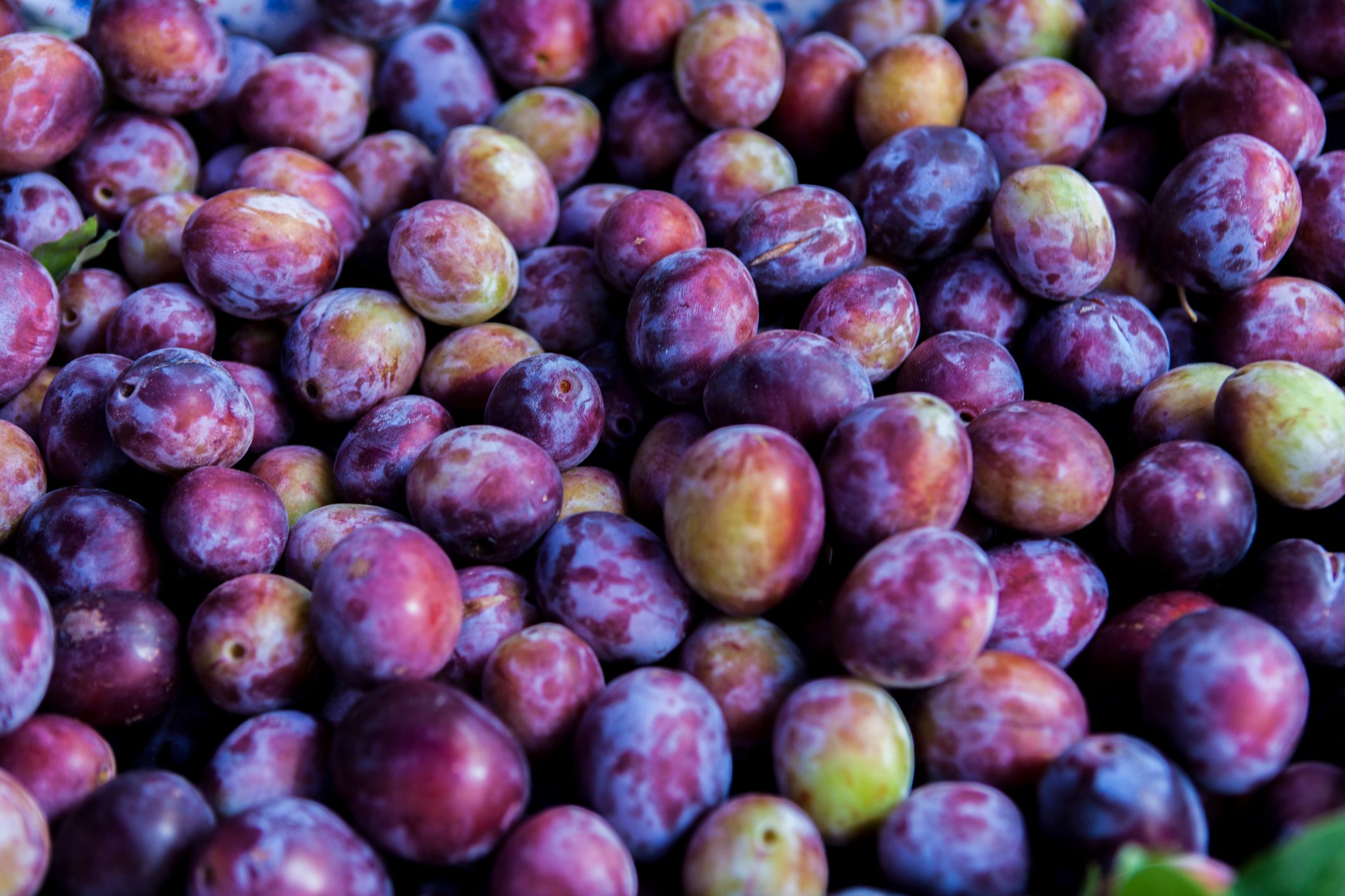 Full-frame of damson plums.