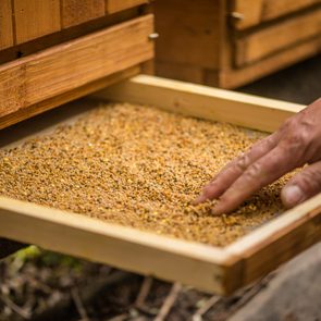 detail of bee keeper taking out pollen propolis tray out of bee hive