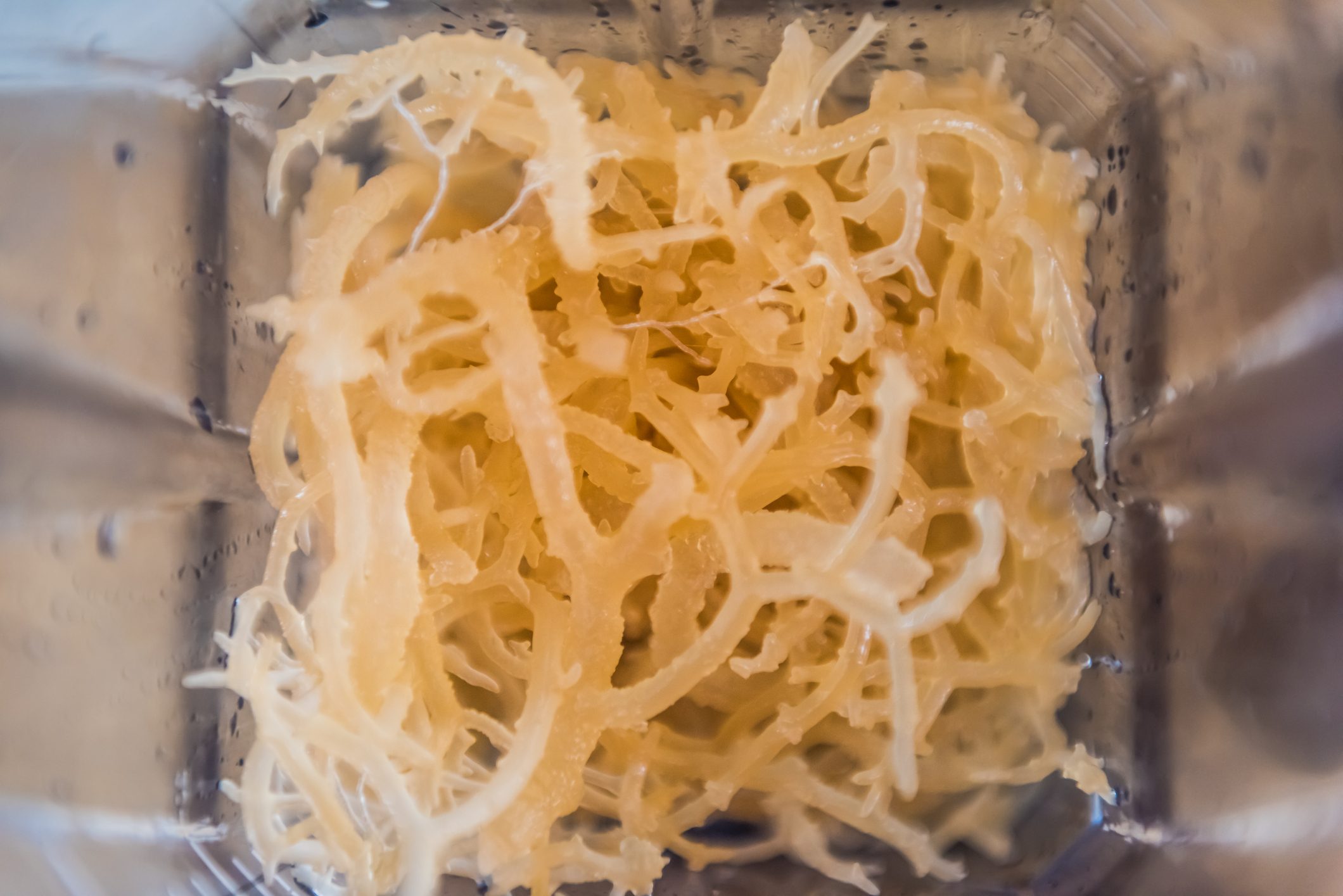 Macro closeup of fresh clear irish moss seaweed in blender