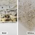 Mildew vs. Mold: What's the Difference?