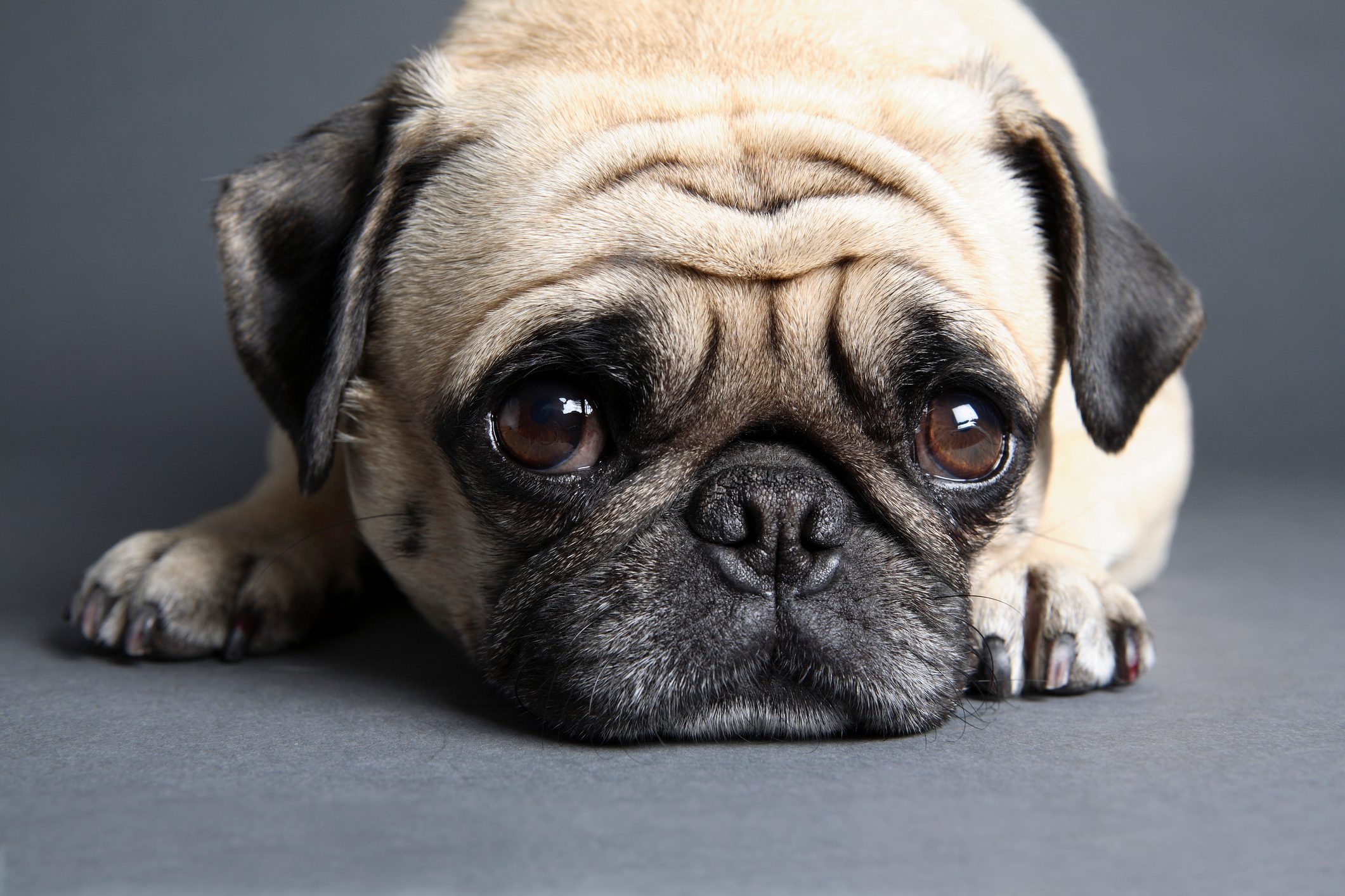 The 9 Best Dog Breeds for People With Anxiety, According to Animal Experts