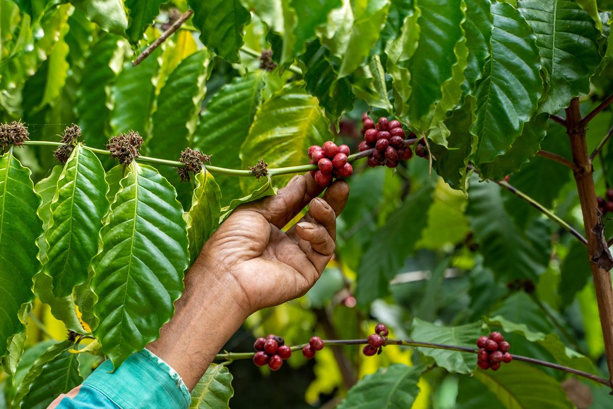 picking coffee in plantations